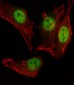 MyoD1 Antibody (Center)